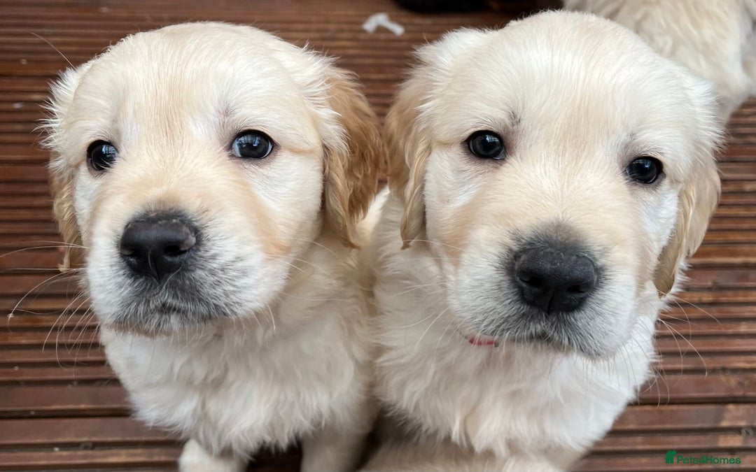 Golden Retriever dogs for sale: Beautiful KC Golden Retriever Babies  - Image 30