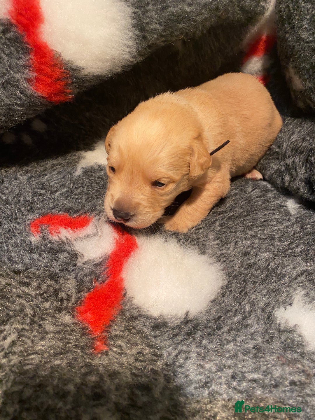 Labrador Retriever dogs for sale: Black and yellow Labrador puppies  - Advert 12