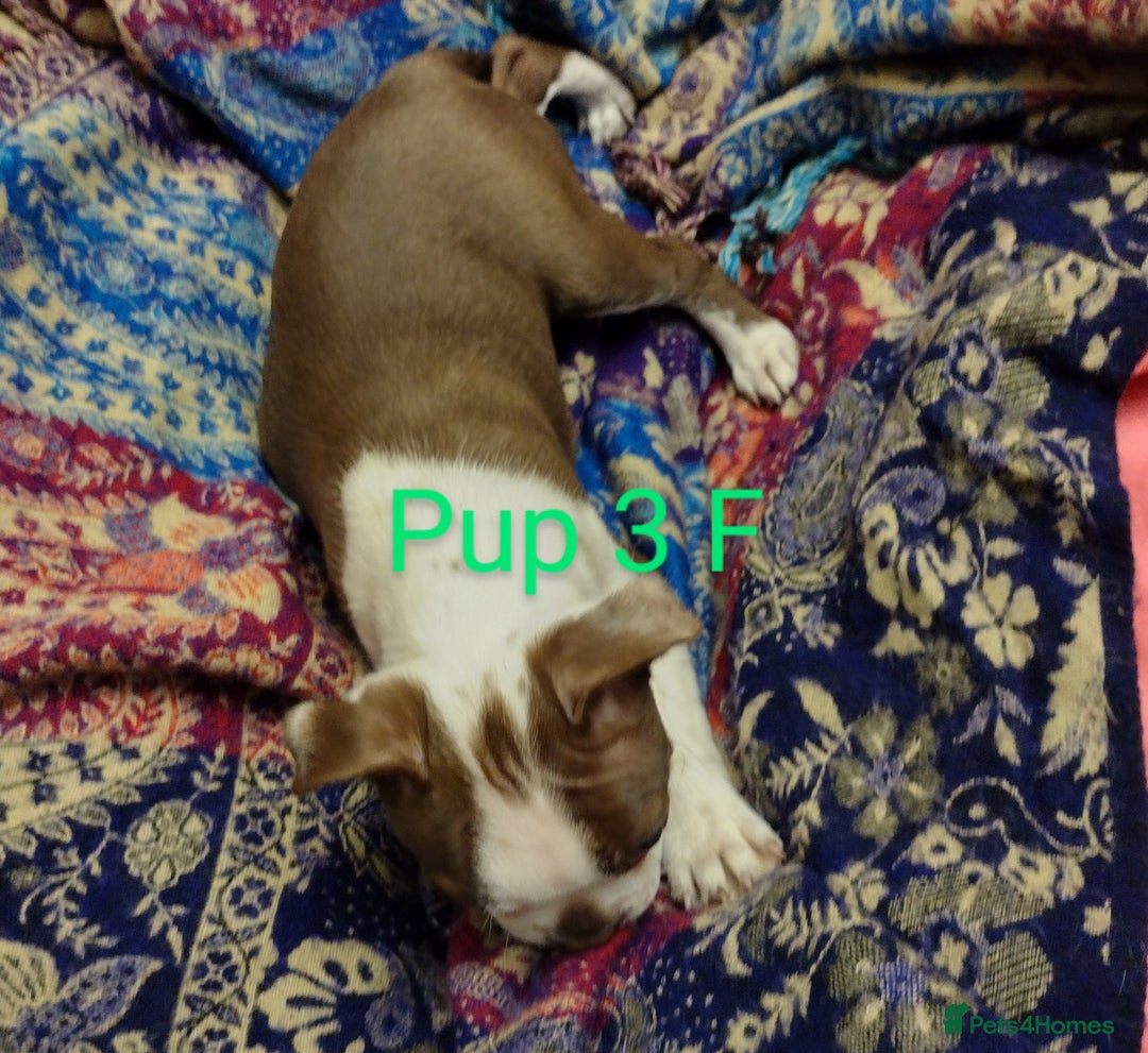 Boston Terrier dogs for sale: Three adorable KC Boston Terrier puppies - Image 2
