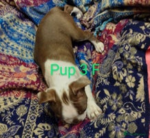 Boston Terrier dogs - Advert 3