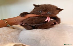 British Shorthair cats for sale: 7 British Shorthair Kittens TICA®️ – Import Lines - Image 28