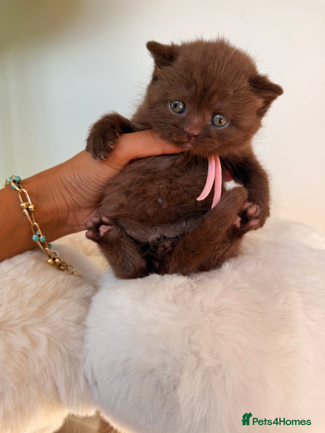 British Shorthair cats for sale: 7 British Shorthair Kittens TICA®️ – Import Lines - Image 28
