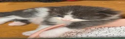 Ragcoon cats for sale: Fluffy Ragcoon kittens - Advert 2