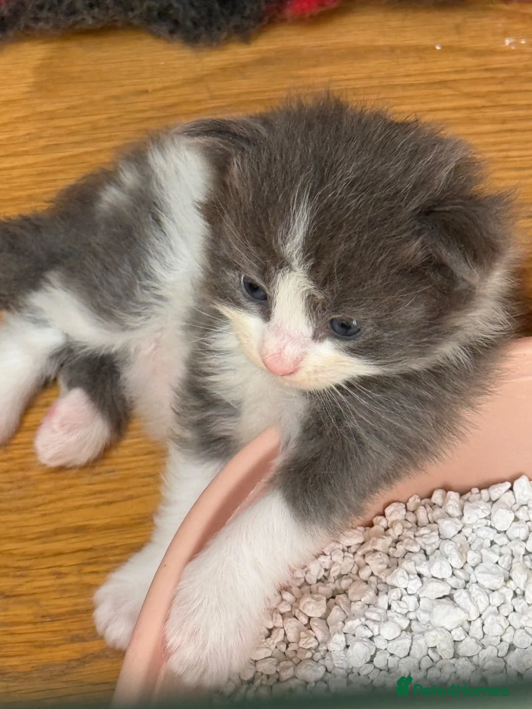 Ragcoon cats for sale: Fluffy Ragcoon kittens - Advert 2