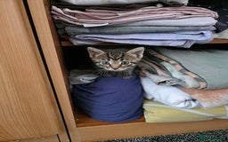 Mixed Breed cats for sale: Kittens available end of august 2 boys 1 girl - Image 3
