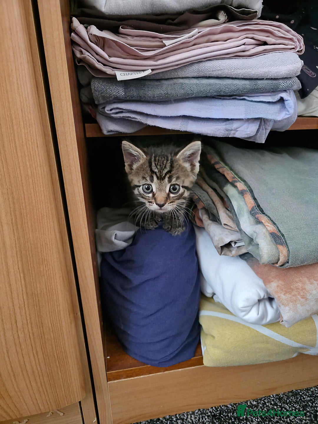 Mixed Breed cats for sale: Kittens available end of august 2 boys 1 girl - Image 3