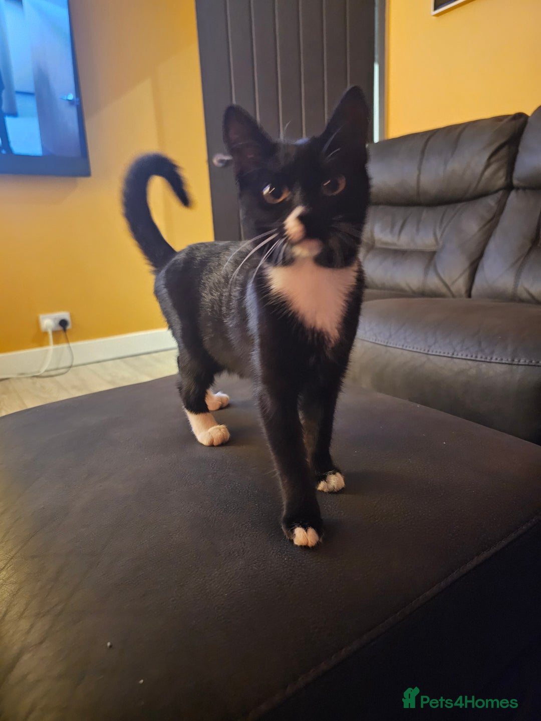 Mixed Breed cats for sale: Kitten great with Dogs, Cats, Young Children - Image 7