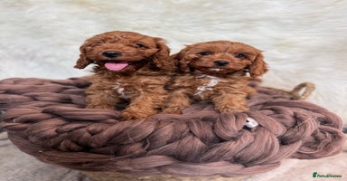 Cavapoo dogs - Advert 6