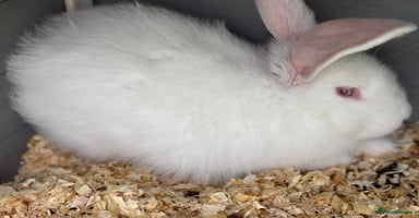 Continental Giant rabbits - Advert 3