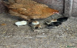 Chickens poultry for sale: Mum with chicks for sale  - Image 7
