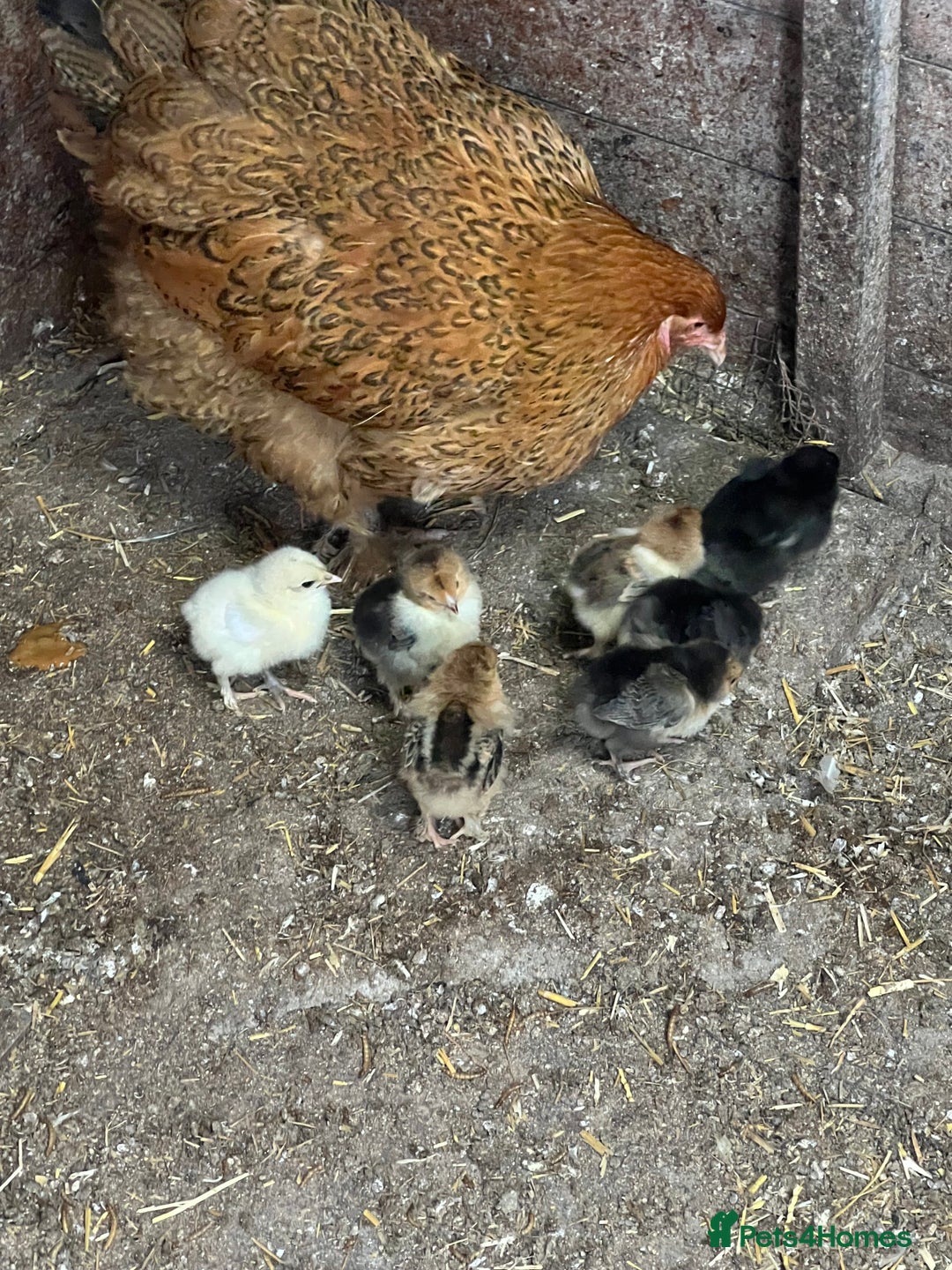 Chickens poultry for sale: Mum with chicks for sale  - Image 7