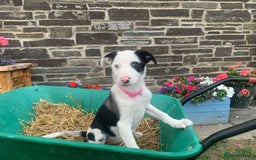Border Collie dogs for sale: 2 Border Collie Pups for sale - Image 2