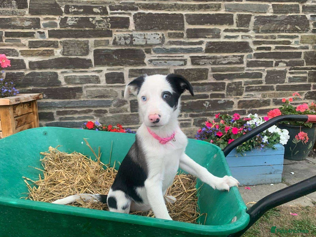 Border Collie dogs for sale: 2 Border Collie Pups for sale - Image 2