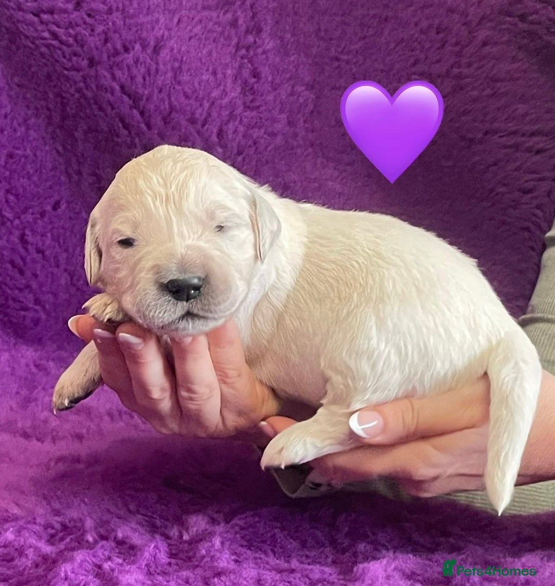 Golden Retriever dogs for sale: KC Reg Cream Boys from health tested parents.  - Image 24