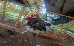 Chickens poultry for sale: More cockerel for sale - Image 12