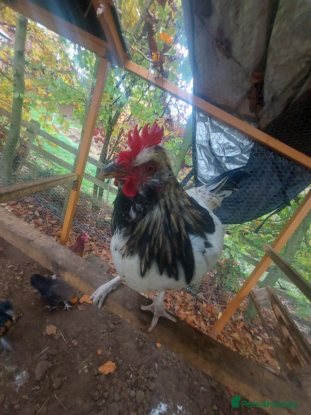 Chickens poultry for sale: More cockerel for sale - Image 12