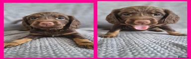 Mixed Breed 3