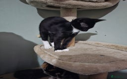 Mixed Breed cats for sale: Black and white Tuxedo cats - Image 3