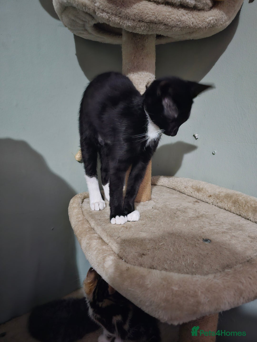 Mixed Breed cats for sale: Black and white Tuxedo cats - Image 3