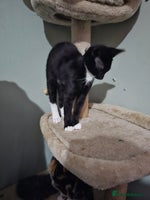 Mixed Breed cats - Advert 8