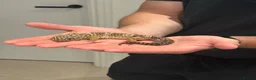 Leopard Gecko reptiles for sale: Leopard gecko and set up for sale  - Advert 2