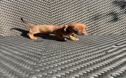 Dachshund dogs for sale: Dachshund Puppies  - Image 15