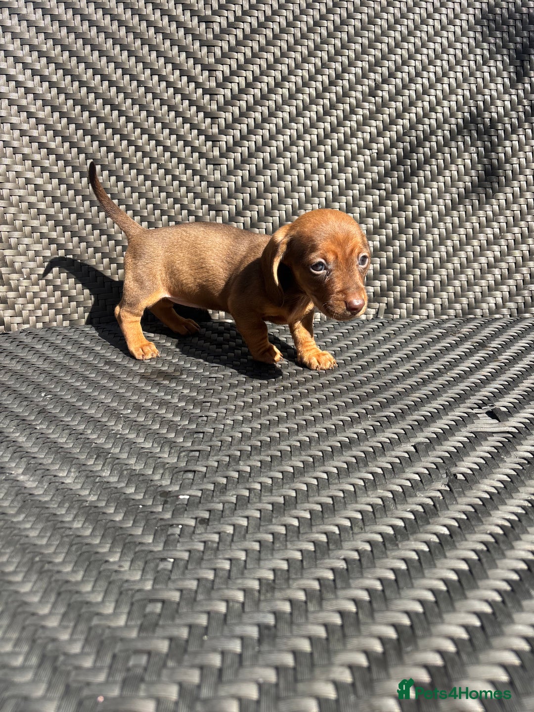 Dachshund dogs for sale: Dachshund Puppies  - Image 15
