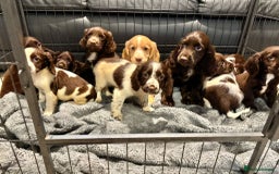 Cocker Spaniel dogs for sale: Cocker Spaniel Puppies Ready Now - Image 3