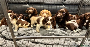 Cocker Spaniel dogs Cocker Spaniel Puppies Ready Now - Advert 8