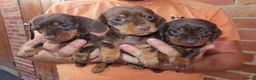 Miniature Dachshund dogs for sale: Miniature Dachshund Puppies - Advert 5