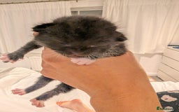 Mixed Breed cats for sale: 3 Beautiful Black and White Tuxedo Kittens  - Image 11