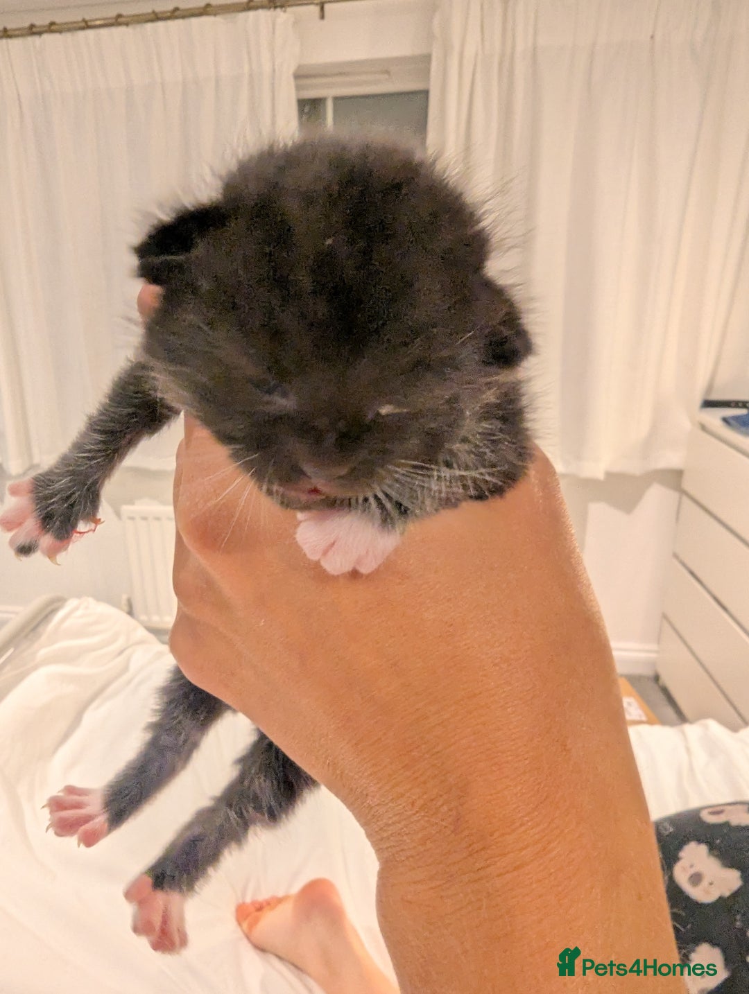Mixed Breed cats for sale: 3 Beautiful Black and White Tuxedo Kittens  - Image 11