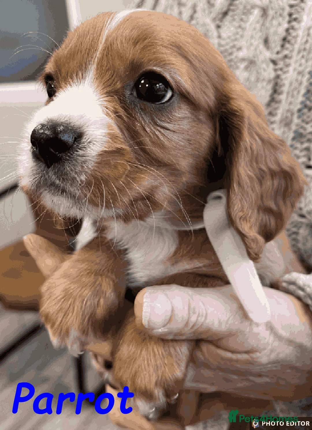 Cockalier dogs for sale: Adorable Cockalier Puppies - Advert 33