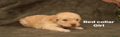 Labradoodle 7
