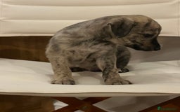 Mixed Breed dogs for sale: Beautifully Bred broken coated Lurcher Puppies - Image 9
