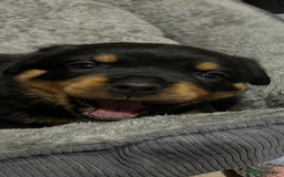 Rottweiler dogs for sale: Stunning large Rottweiler pups - Image 3