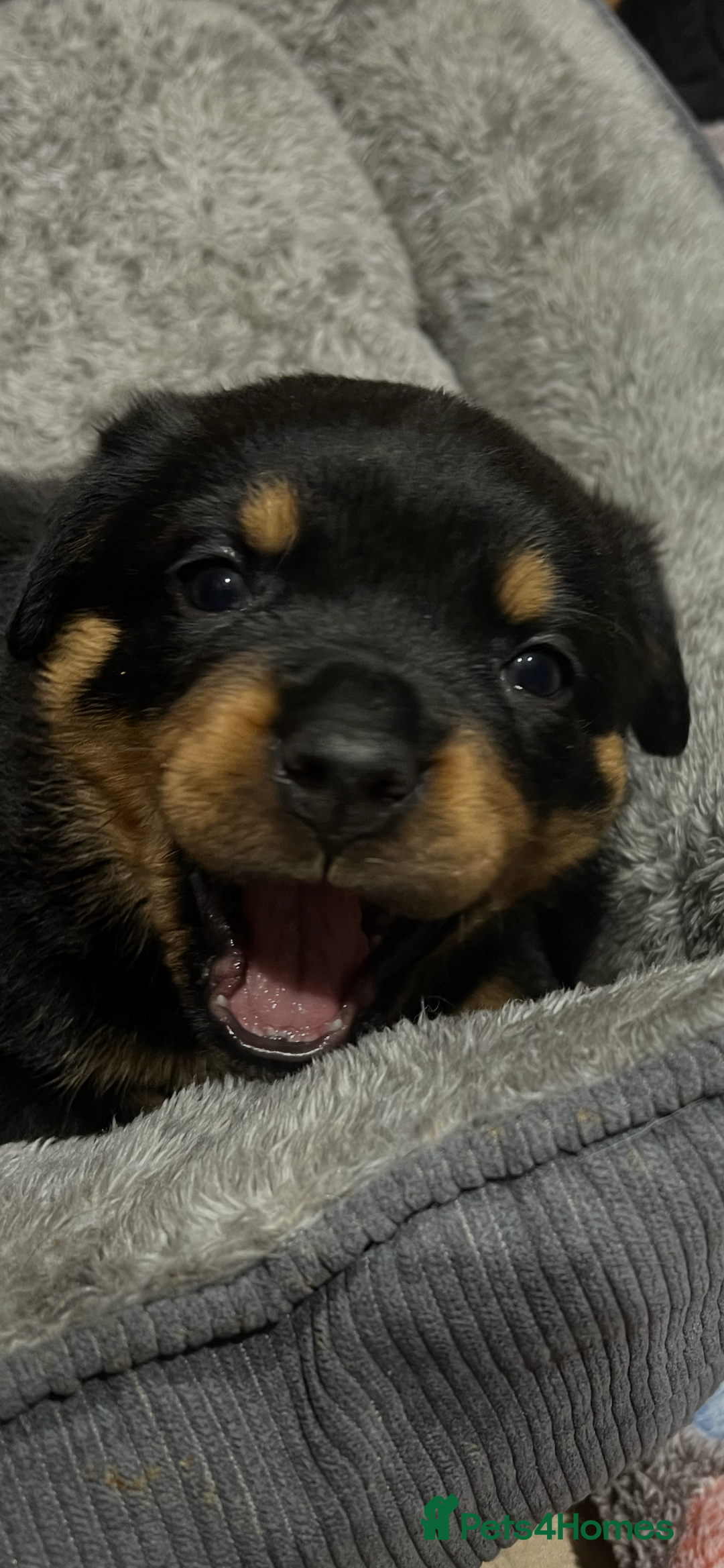 Rottweiler dogs for sale: Stunning large Rottweiler pups - Image 3