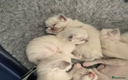 Ragdoll cats for sale: Ragdoll babies ready September ❤️ 1 boy left  - Image 1