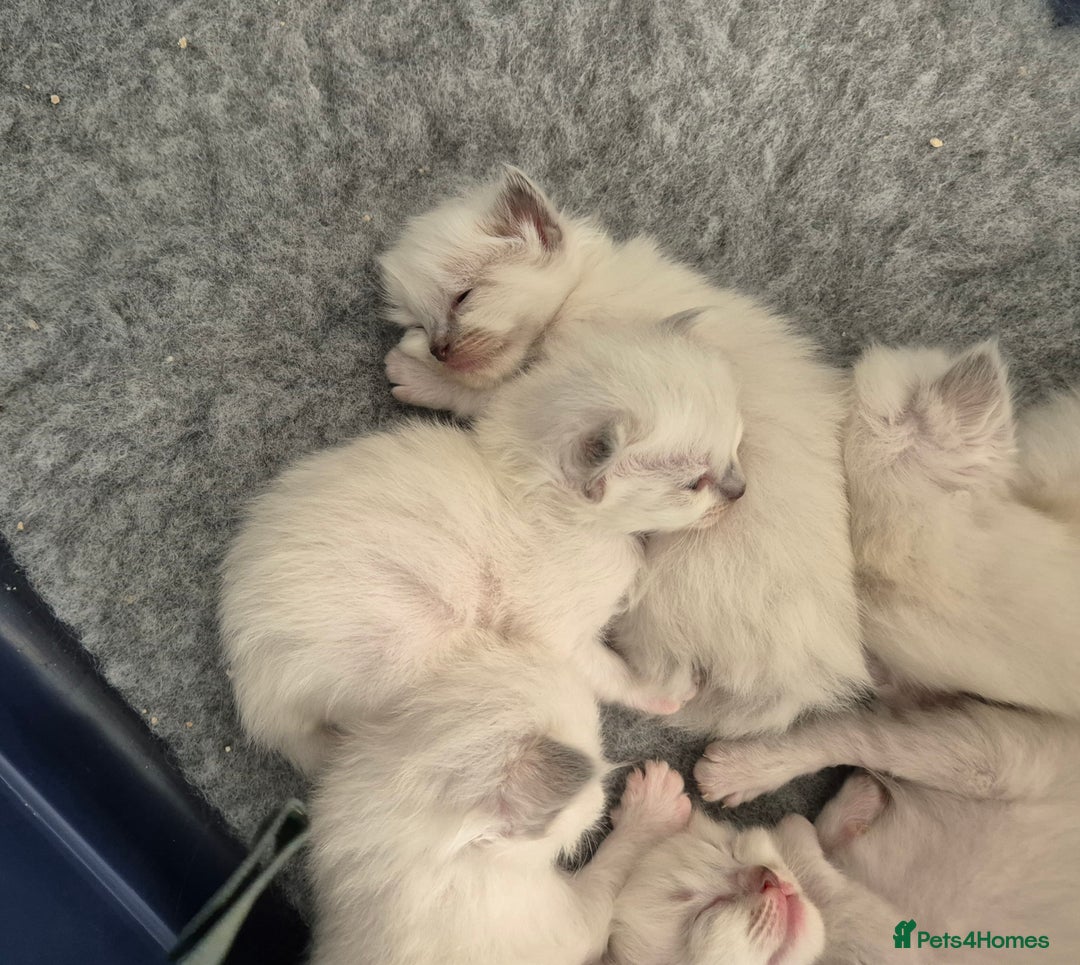 Ragdoll cats for sale: Ragdoll babies ready September ❤️ 1 boy left  - Image 1
