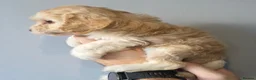 Cockapoo dogs for sale: F1 Cockapoos DNA Health Tested - Advert 6