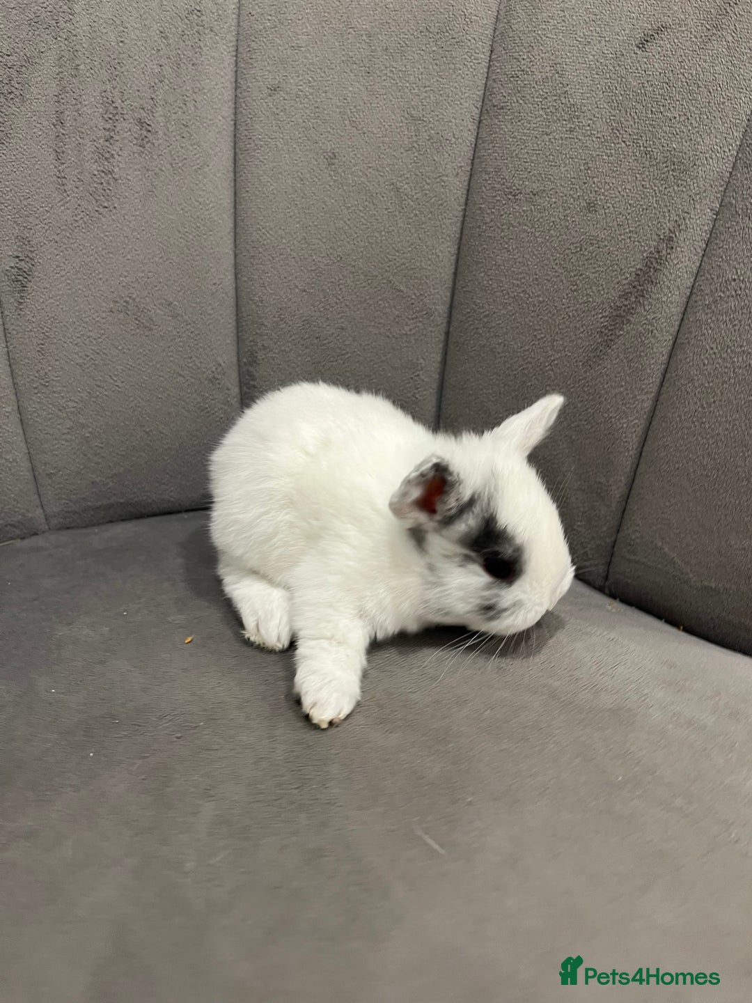 Dwarf Lop rabbits for sale: Beautiful litter of baby bunnies. - Advert 6