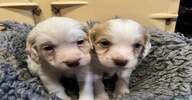 Clumber Spaniel dogs - Advert 13