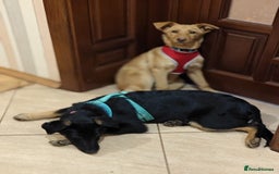 Mixed Breed dogs for adoption: ❤️Hope&Joy — two 7(8) months small sisters❤️ - Advert 21
