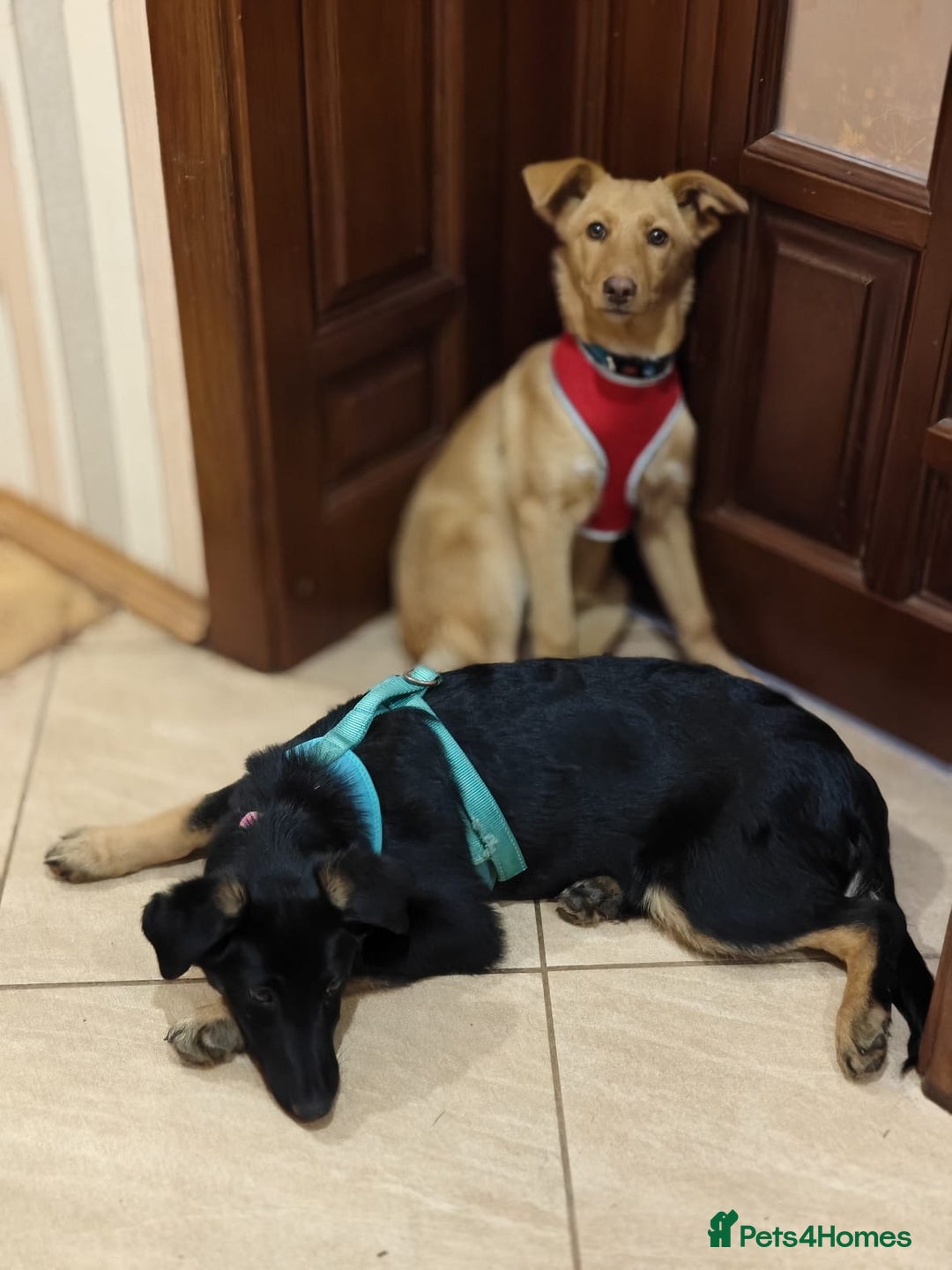 Mixed Breed dogs for adoption: ❤️Hope&Joy — two 7(8) months small sisters❤️ - Advert 21