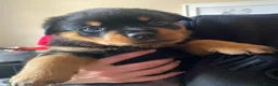 Rottweiler dogs for sale: 3 beautiful Rottweiler girl puppies available!  - Advert 9