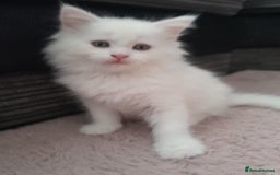 Maine Coon cats for sale: White female mainecoon kitten - Image 4