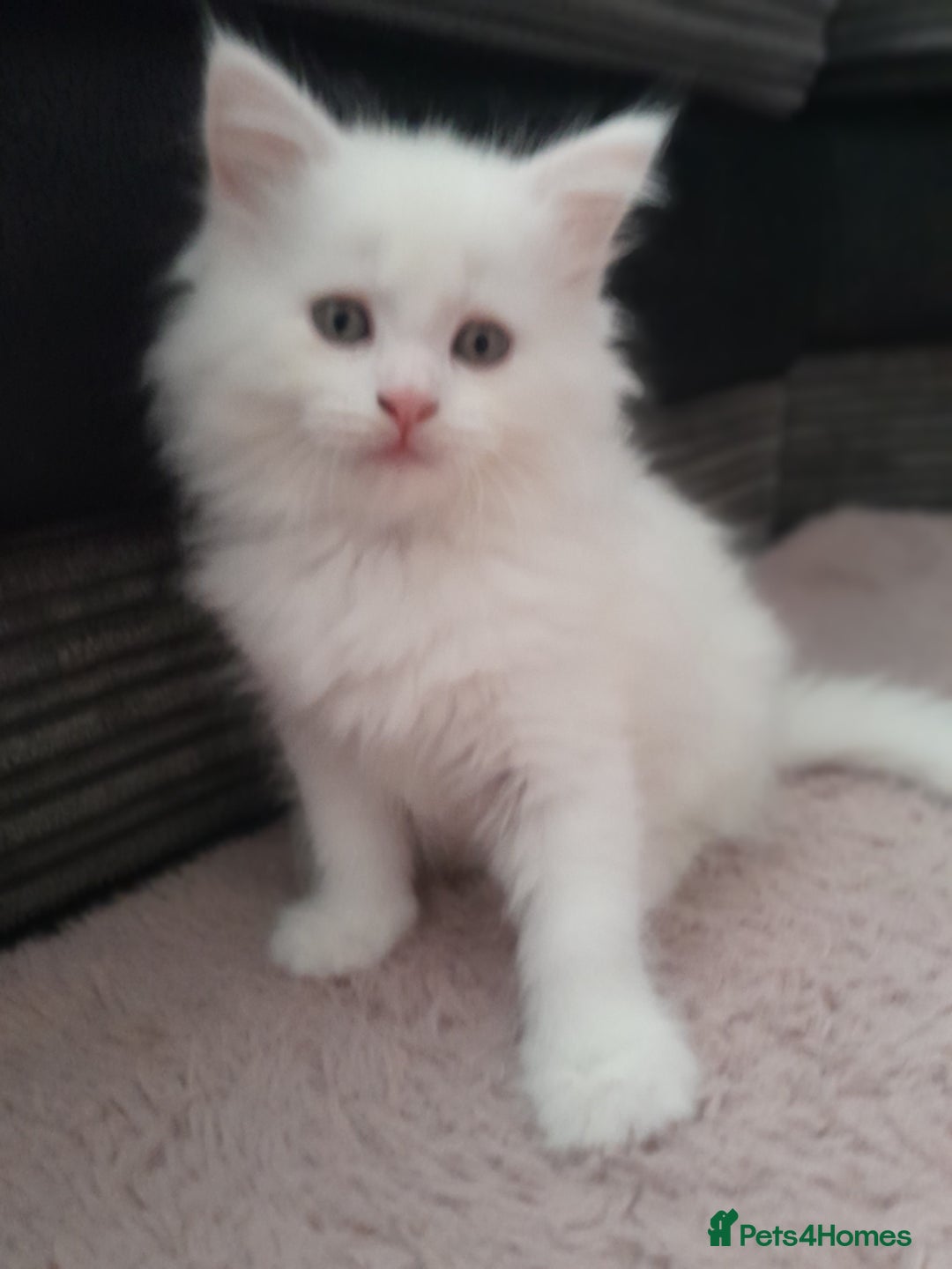 Maine Coon cats for sale: White female mainecoon kitten - Image 4