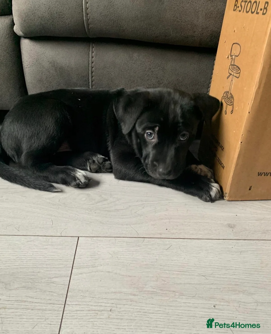 Mixed Breed dogs for sale: Adorable Belgian Mali x Cane Corso boy in Stanmore - Advert 2