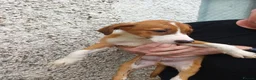 Mixed Breed dogs for sale: Border collie x puppies - Advert 2