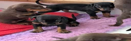 Dobermann dogs for sale: Beautiful KC Doberman Pups - Advert 3